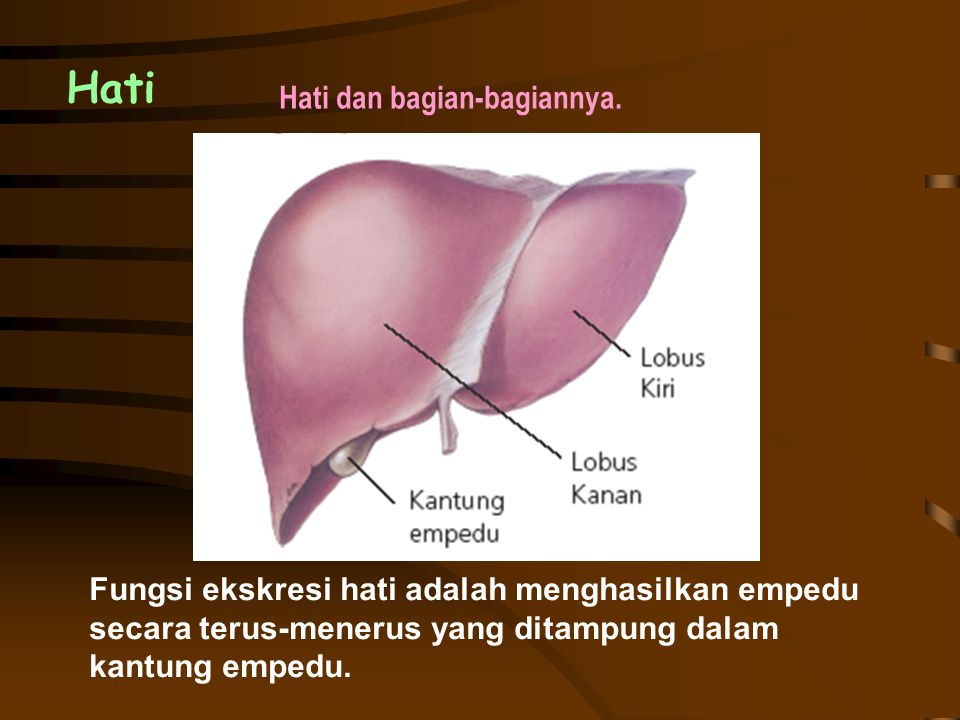 Detail Gambar Hati Dan Bagiannya Nomer 25