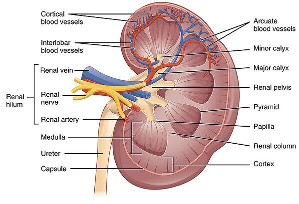 Detail Gambar Hati Dan Bagiannya Nomer 33