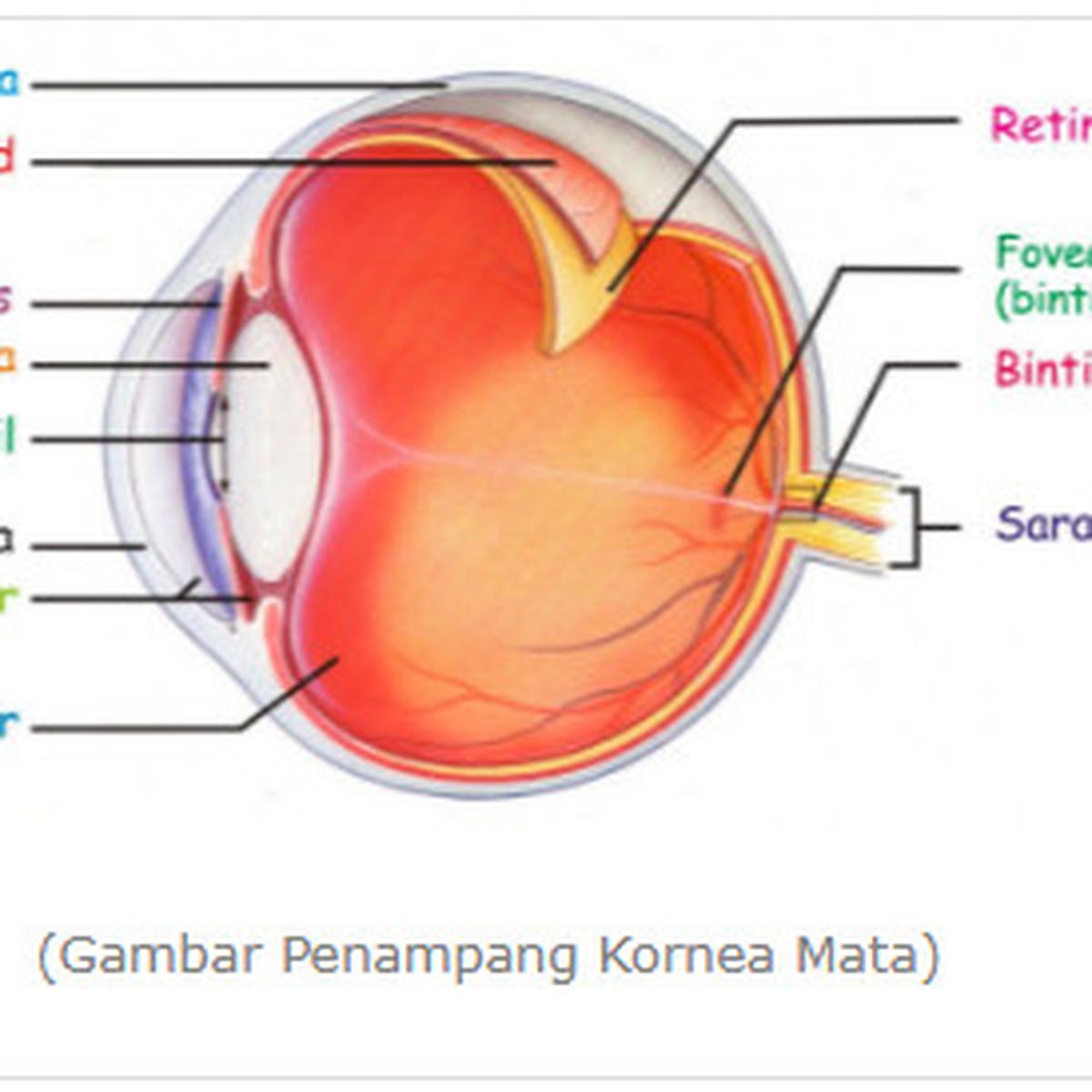 Detail Gambar Hati Dan Bagiannya Nomer 35