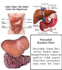 Detail Gambar Hati Dan Bagiannya Nomer 36