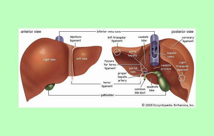 Detail Gambar Hati Hepar Nomer 32