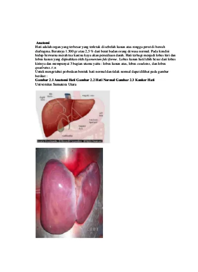 Detail Gambar Hati Hepar Nomer 35