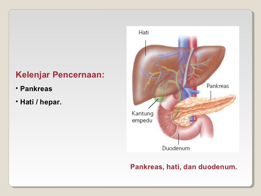 Detail Gambar Hati Hepar Nomer 38