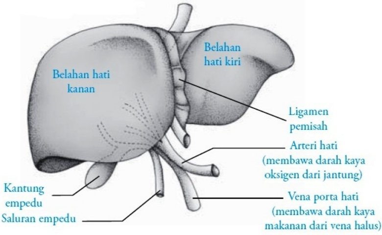 Detail Gambar Hati Hepar Nomer 10