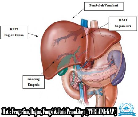 Detail Gambar Hati Lengkap Nomer 11