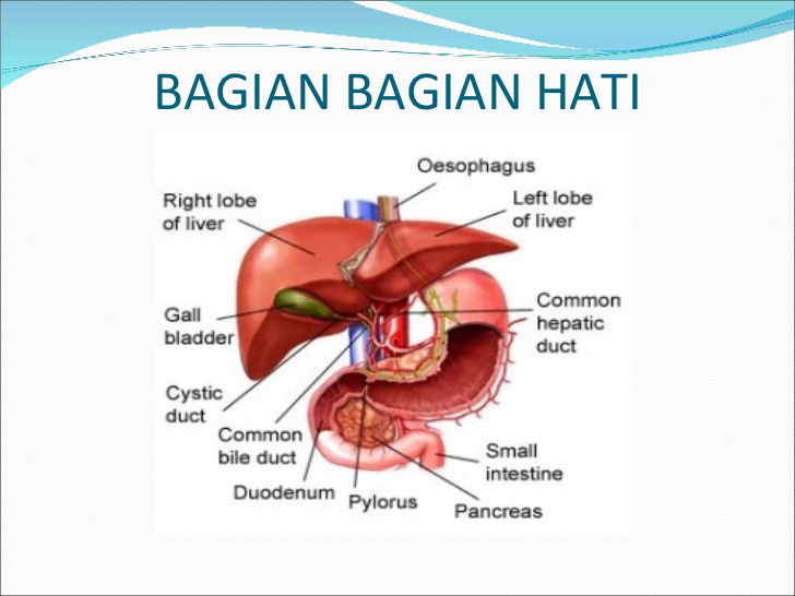 Detail Gambar Hati Lengkap Nomer 37