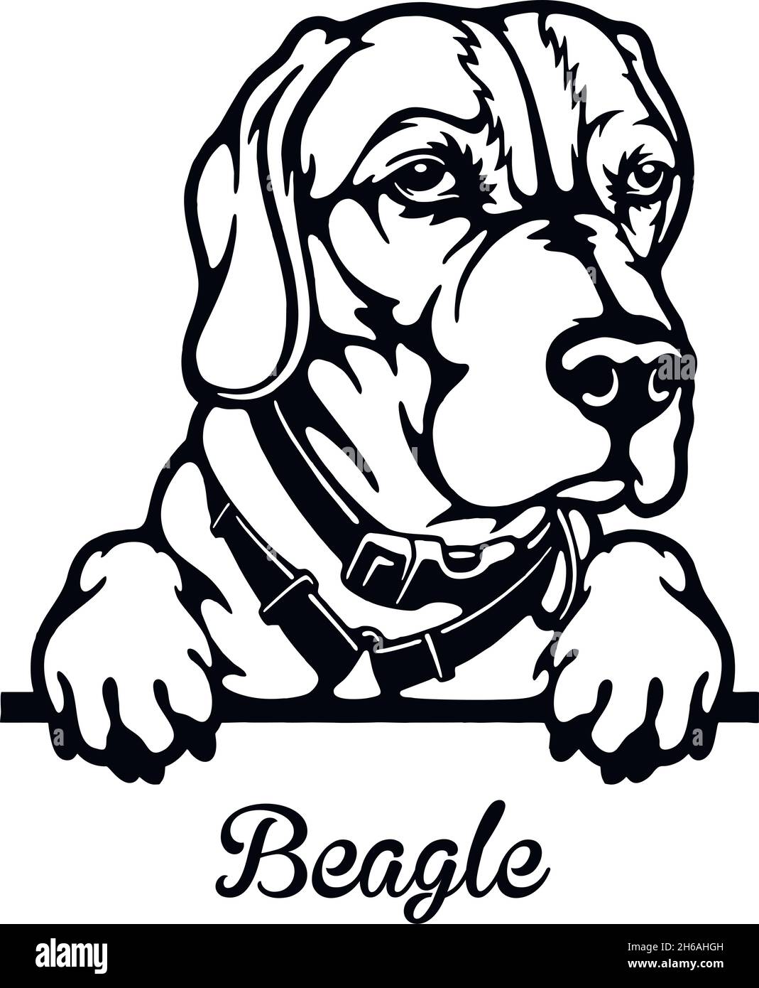 Detail Shi Beagle Nomer 17