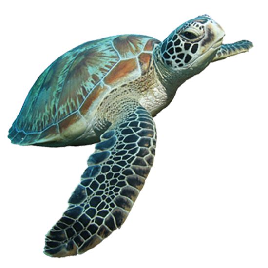 Detail Turtle Png Nomer 15