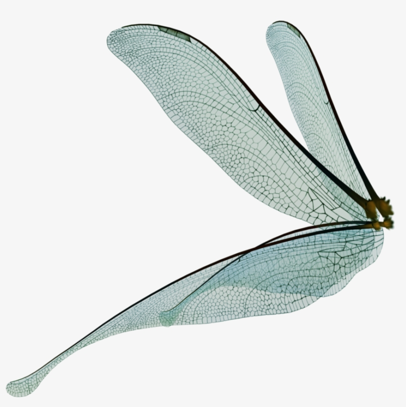 Detail Fairy Wings Png Transparent Nomer 2
