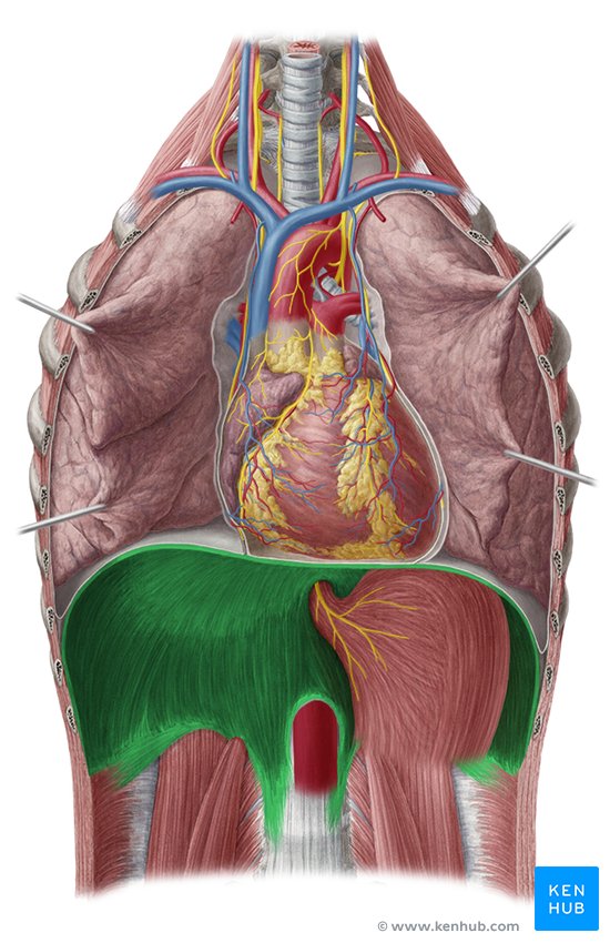 Detail Gambar Hernia Hianatal Lengkap Nomer 37