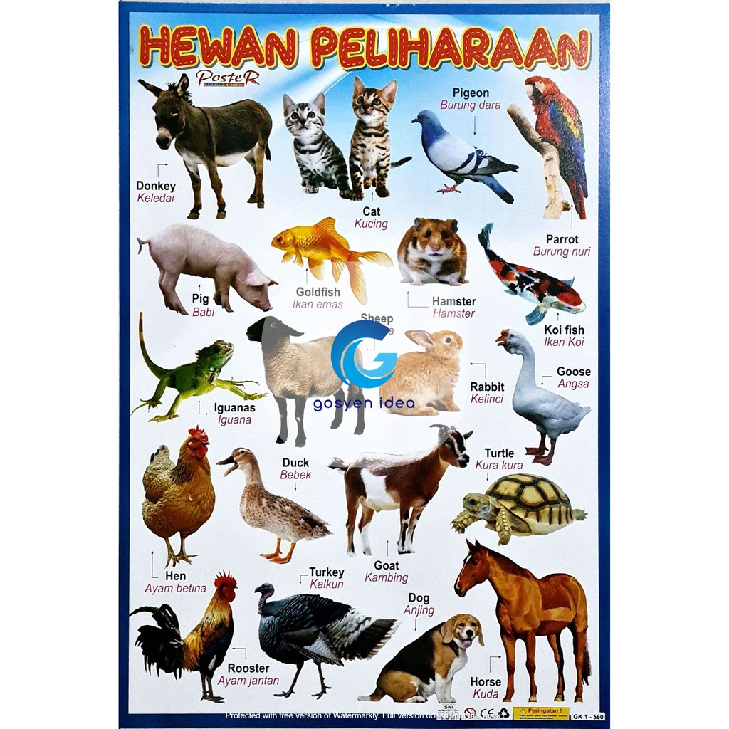 Detail Gambar Hewaam Peliharaan Nomer 45