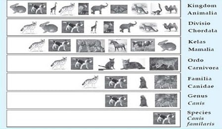 Detail Gambar Hewan 20 Mulai Dari Kingdom Sampai Spesies Nomer 13