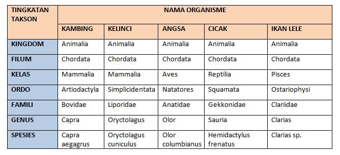 Detail Gambar Hewan 20 Mulai Dari Kingdom Sampai Spesies Nomer 50