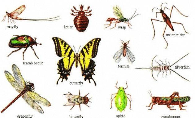 Detail Gambar Hewan Arthropoda Nomer 4