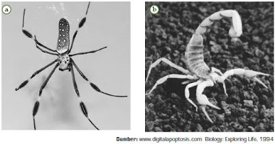 Detail Gambar Hewan Arthropoda Nomer 32