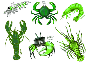 Detail Gambar Hewan Arthropoda Nomer 34