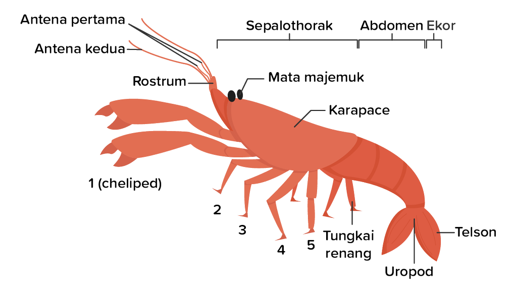 Detail Gambar Hewan Arthropoda Nomer 39