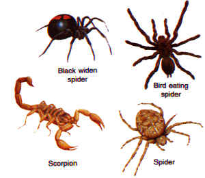 Detail Gambar Hewan Arthropoda Nomer 6