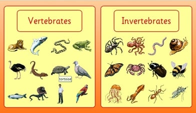 Gambar Hewan Avertebrata Dan Vertebrata - KibrisPDR