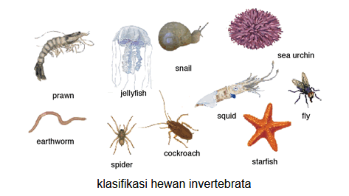 Detail Gambar Hewan Avertebrata Dan Vertebrata Nomer 16