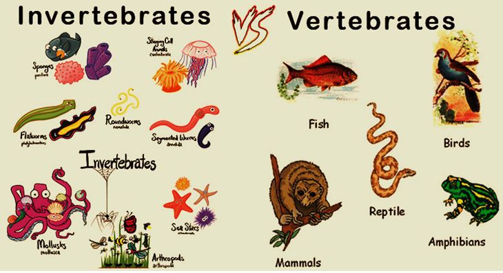 Detail Gambar Hewan Avertebrata Dan Vertebrata Nomer 3