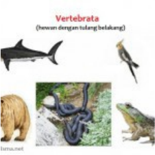 Detail Gambar Hewan Avertebrata Dan Vertebrata Nomer 35