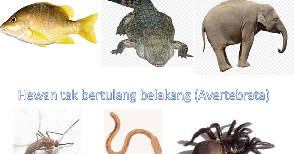 Detail Gambar Hewan Avertebrata Dan Vertebrata Nomer 39