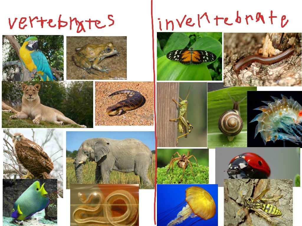 Detail Gambar Hewan Avertebrata Dan Vertebrata Nomer 47