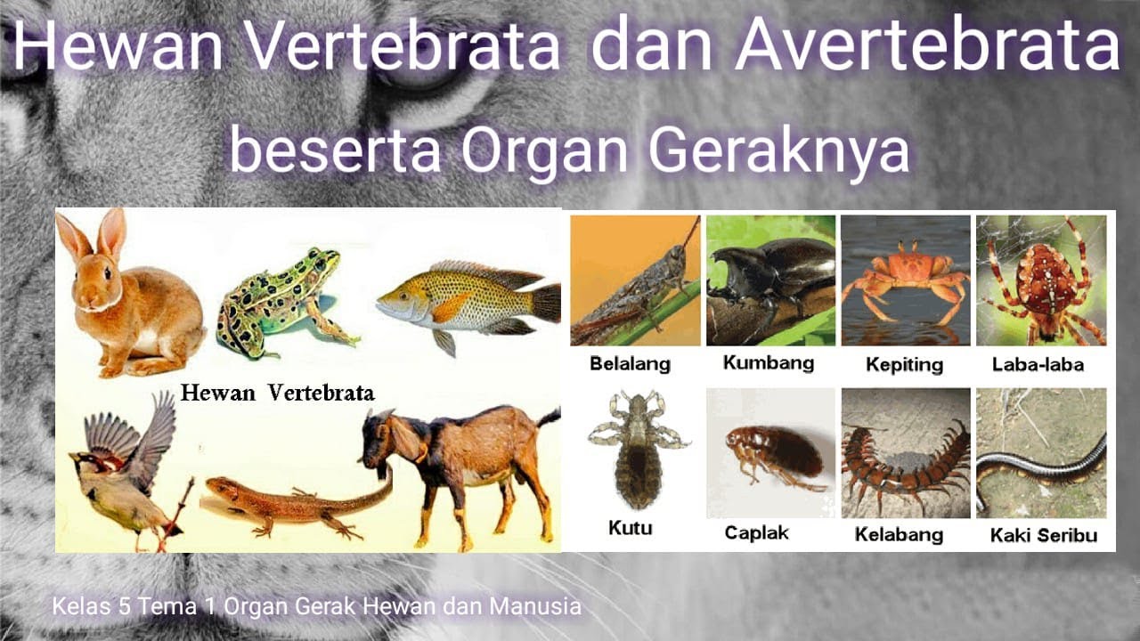 Detail Gambar Hewan Avertebrata Dan Vertebrata Nomer 50