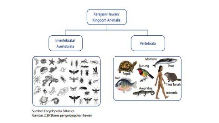 Detail Gambar Hewan Avertebrata Dan Vertebrata Nomer 8