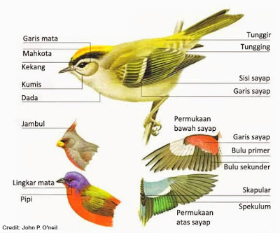 Detail Gambar Hewan Aves Nomer 12