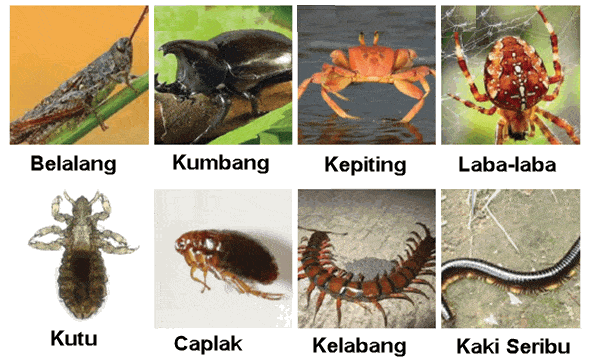 Detail Gambar Hewan Avetebrata Nomer 12