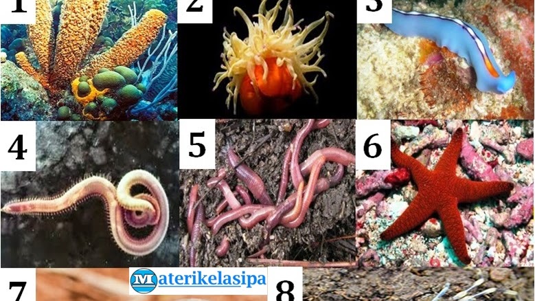 Detail Gambar Hewan Avetebrata Nomer 29