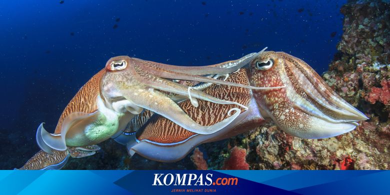 Detail Gambar Hewan Avetebrata Nomer 43