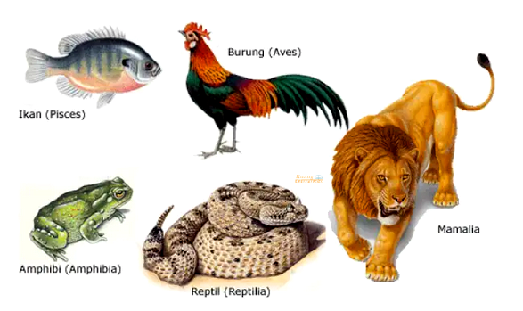 Detail Gambar Hewan Avetebrata Nomer 9