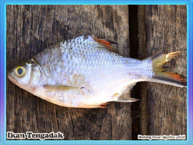 Detail Gambar Hewan Ayam Bebek Ikan Dan Cicak Nomer 20