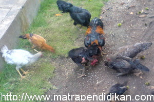 Detail Gambar Hewan Ayam Bebek Ikan Dan Cicak Nomer 28