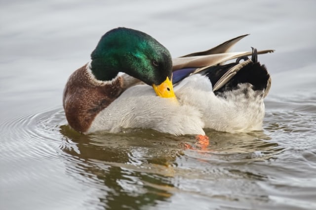 Detail Gambar Hewan Ayam Bebek Ikan Dan Cicak Nomer 32