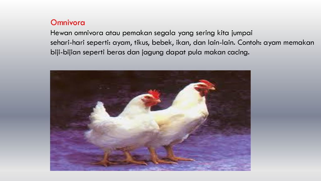 Detail Gambar Hewan Ayam Bebek Ikan Dan Cicak Nomer 56