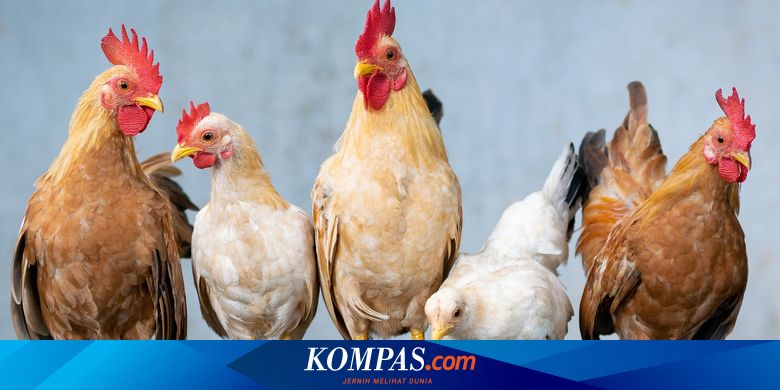 Detail Gambar Hewan Ayam Bebek Ikan Dan Cicak Nomer 57