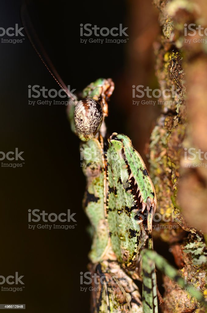 Detail Gambar Hewan Belalang Dan Katak Kartun Nomer 46