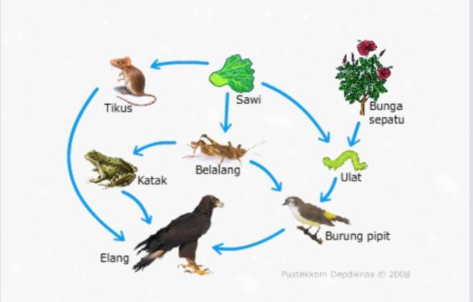 Detail Gambar Hewan Belalang Dan Katak Kartun Nomer 50