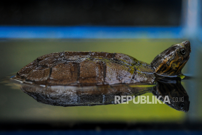 Detail Gambar Hewan Berada Di Belakang Kandang Nomer 36