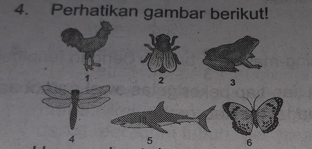 Detail Gambar Hewan Bertulang Belakang Nomer 38