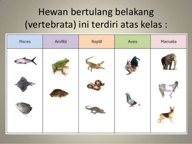 Detail Gambar Hewan Bertulang Belakang Nomer 10