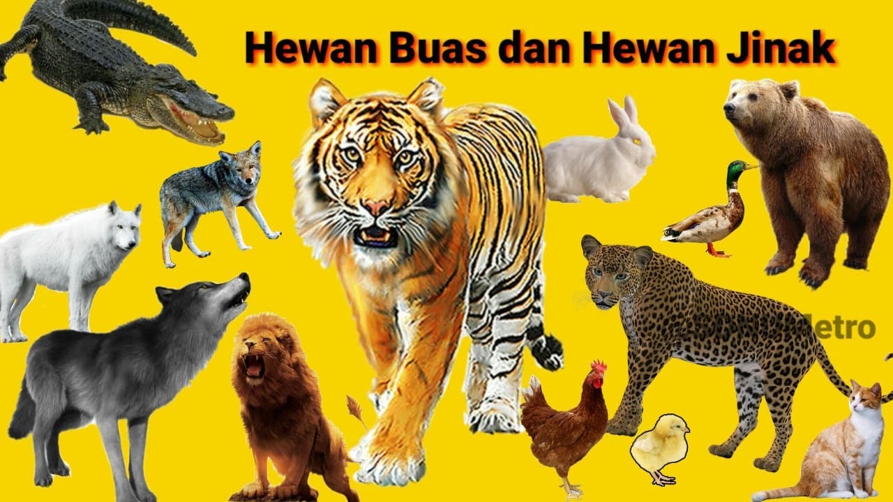 Detail Gambar Hewan Buas Dan Jinak Nomer 8