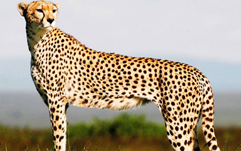 Detail Gambar Hewan Cheetah Nomer 1