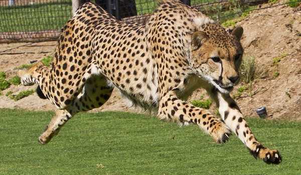 Detail Gambar Hewan Cheetah Nomer 11