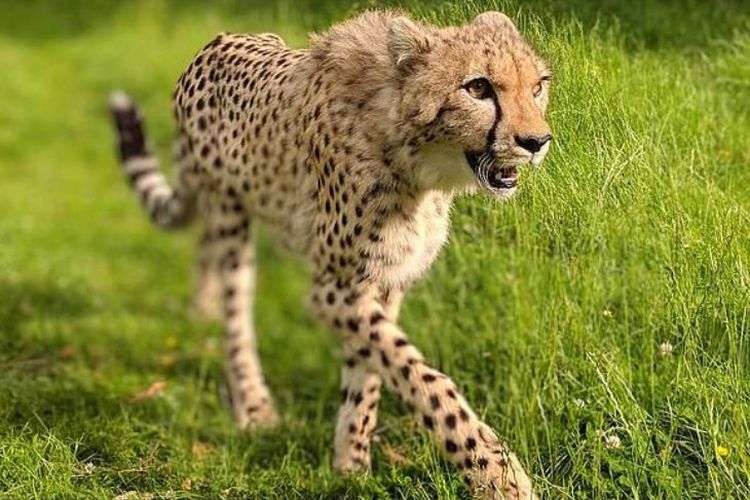 Download Gambar Hewan Cheetah Nomer 12