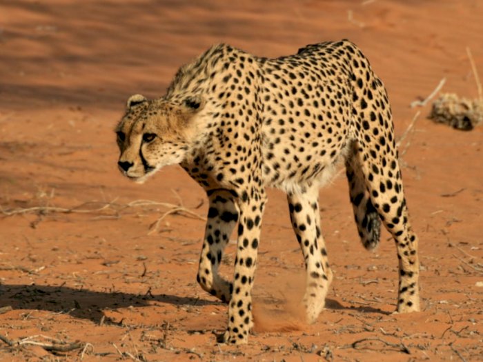 Detail Gambar Hewan Cheetah Nomer 3